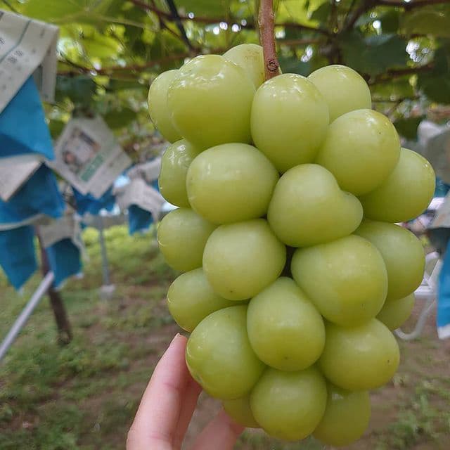 シャインマスカットの画像