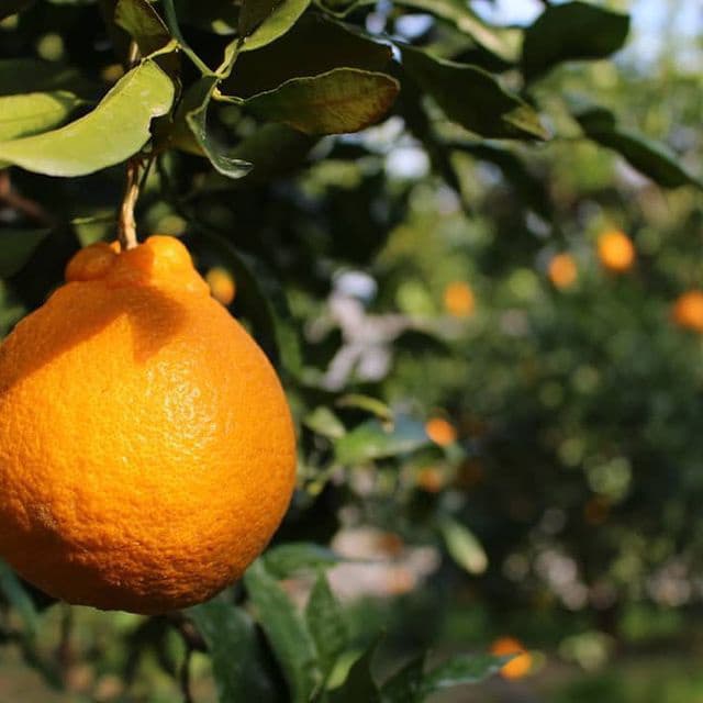 デコポンの画像