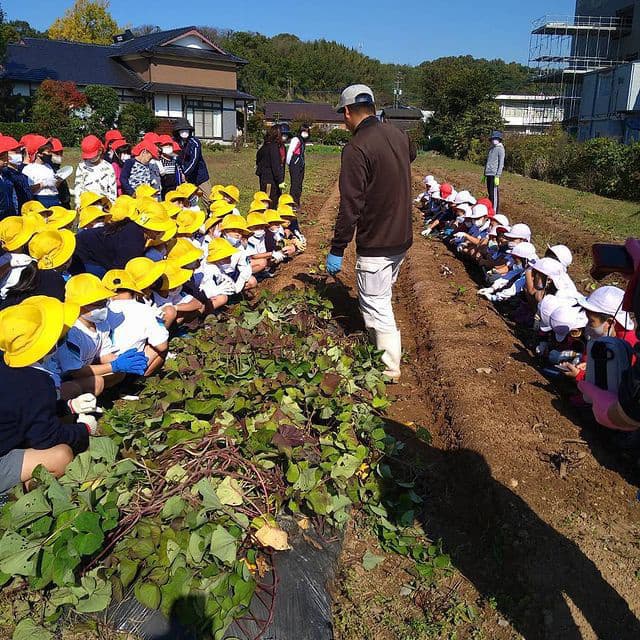 小学生と芋掘り体験の画像